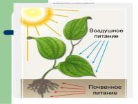 Питание растений 