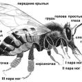 Строение тела пчелы