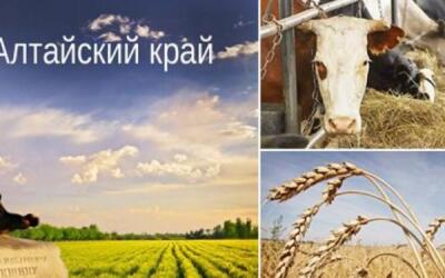 Племенную продукцию предприятий Алтайского края поставляют в 25 регионов России и за рубеж