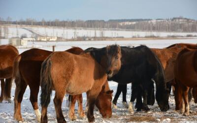 В Республике Башкортостан растет поддержка коневодства