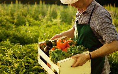 Российским фермерам планируют дать новые льготы при продаже продукции