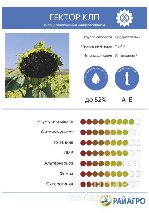 Семена подсолнечника - гибрид Гектор, КЛП (технология Клеарфилд Плюс)