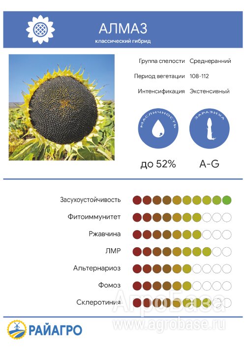 Семена подсолнечника - гибрид Алмаз (OR7)